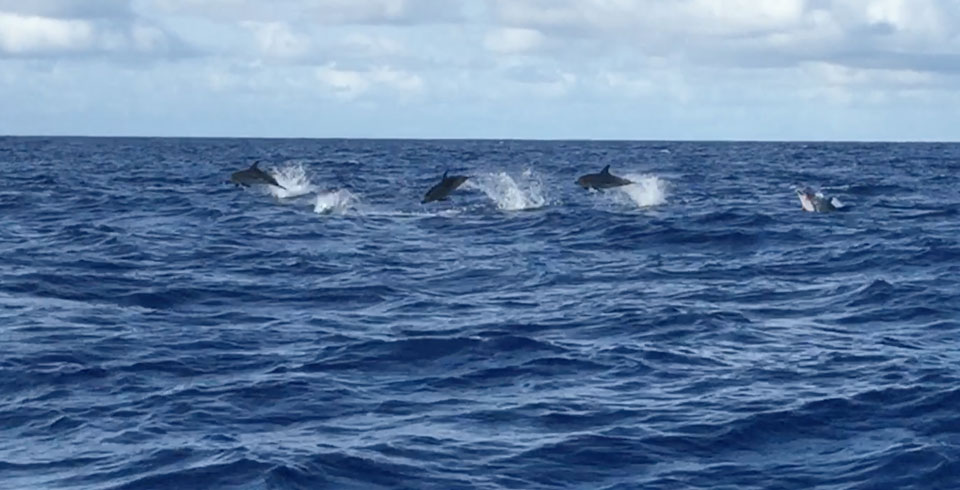 5-dolphins-jumping