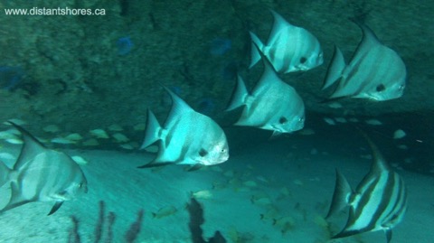 Spadefish Cave